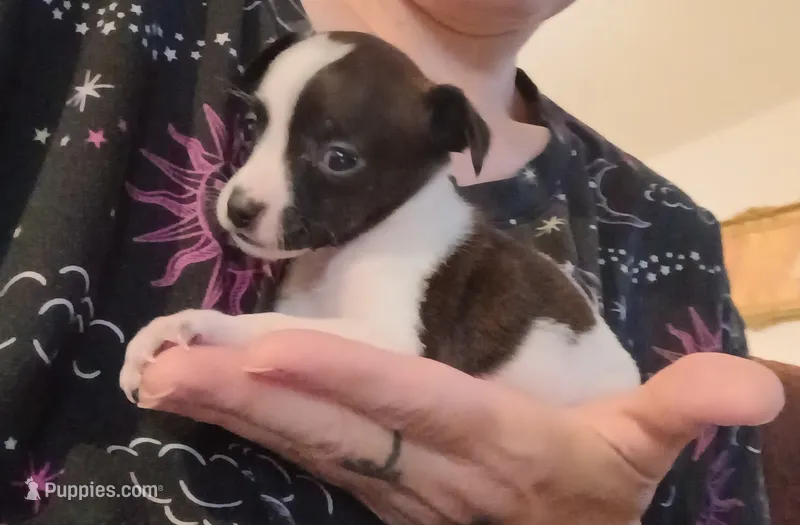 Kima (teacup) – Chihuahua puppy for sale in Lumberton, NC