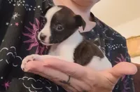 Kima (teacup), a female Chihuahua for sale in Lumberton, NC – 1 of 3