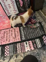 Clara, a female Chihuahua for sale in Lumberton, NC – 3 of 5