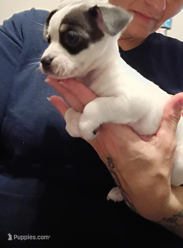 Rayna – Chihuahua puppy for sale in Lumberton, NC