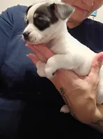 Rayna, a female Chihuahua for sale in Lumberton, NC – 1 of 5