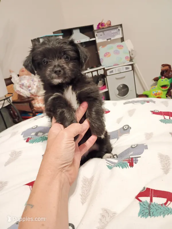 Carra – Chihuahua puppy for sale in Lumberton, NC