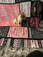 Clara, a female Chihuahua for sale in Lumberton, NC – 4 of 5