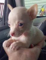 Bella (teacup), a female Chihuahua for sale in Lumberton, NC – 2 of 4