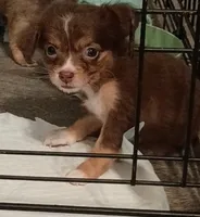 Carmen (longhaired), a female Chihuahua for sale in Lumberton, NC – 2 of 2