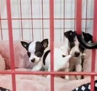 Leanna (teacup), a female Chihuahua for sale in Lumberton, NC – 2 of 2
