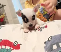 Zen (apple head), a male Chihuahua for sale in Lumberton, NC – 5 of 6