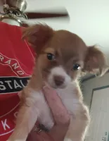 Teacup Tina, a female Chihuahua for sale in Lumberton, NC – 5 of 6