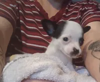 Teacup Marty, a male Chihuahua for sale in Pembroke, NC – 3 of 4
