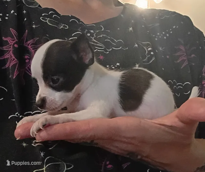 Kammie (teacup) – Chihuahua puppy for sale in Lumberton, NC