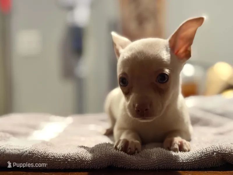 Crissy – Chihuahua puppy for sale in Pembroke, NC