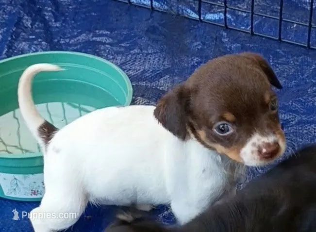Cici – Chihuahua puppy for sale in Lumberton, NC