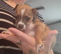 Dixie, a female Chihuahua for sale in Lumberton, NC – 1 of 2