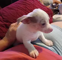 Bane, a male Chihuahua for sale in Pembroke, NC – 3 of 3
