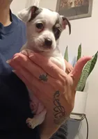 Rayna, a female Chihuahua for sale in Lumberton, NC – 3 of 5
