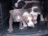 Carla, a female American Bully for sale in Pembroke, NC – 3 of 6
