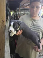 Mylie, a female American Pit Bull Terrier for sale in Lumberton, NC – 5 of 9