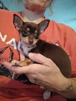 Kieva, a male Chihuahua for sale in Pembroke, NC – 3 of 3