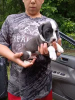 Sammy, a male American Pit Bull Terrier for sale in Pembroke, NC – 4 of 4