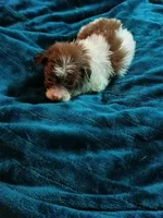 Dart, a male Havanese for sale in Lumberton, NC – 1 of 2