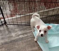 Trevor, a male Chihuahua for sale in Fayetteville, NC – 4 of 4