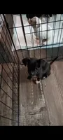 Midnight, a male Chihuahua for sale in Pembroke, NC – 4 of 4