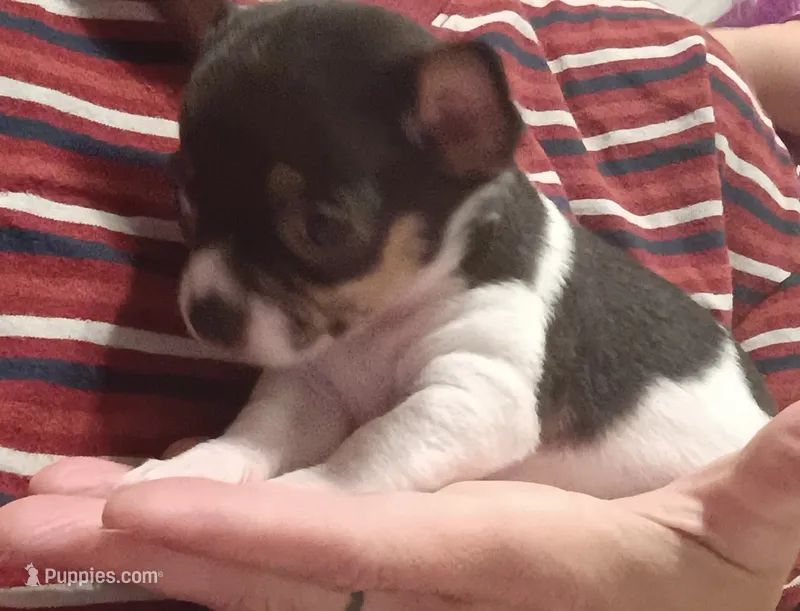 Cam (apple head) – Chihuahua puppy for sale in Lumberton, NC
