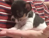 Cam (apple head), a male Chihuahua for sale in Lumberton, NC – 1 of 3