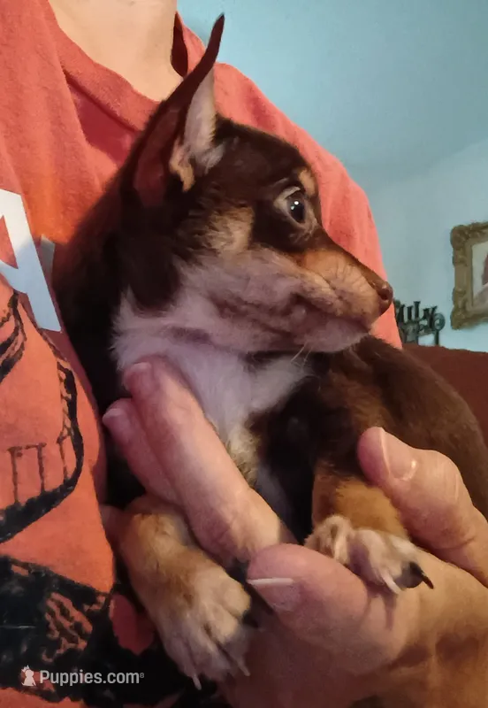 Kieva – Chihuahua puppy for sale in Pembroke, NC