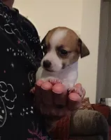 Lucy (teacup), a female Chihuahua for sale in Lumberton, NC – 3 of 3