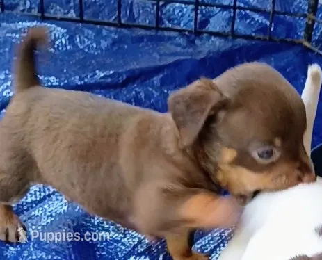 Krissy – Chihuahua puppy for sale in Lumberton, NC