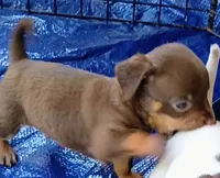 Krissy, a female Chihuahua for sale in Lumberton, NC – 1 of 3
