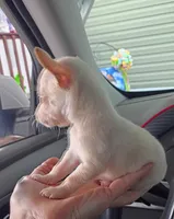 Bella (teacup), a female Chihuahua for sale in Lumberton, NC – 4 of 4