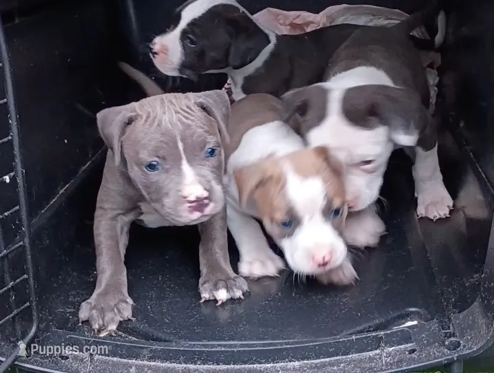 Remz – American Bully puppy for sale in Pembroke, NC
