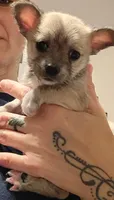 Talley (teacup), a female Chihuahua for sale in Lumberton, NC – 3 of 3