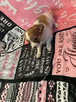 Clara, a female Chihuahua for sale in Lumberton, NC – 2 of 5