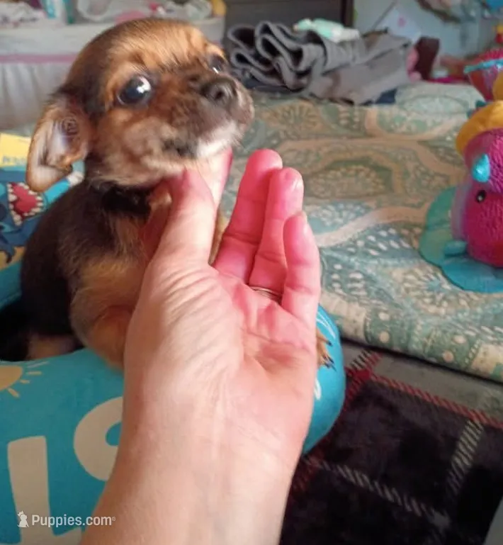 Todd (teacup) – Chihuahua puppy for sale in Lumberton, NC