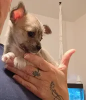 Talley (teacup), a female Chihuahua for sale in Lumberton, NC – 2 of 3