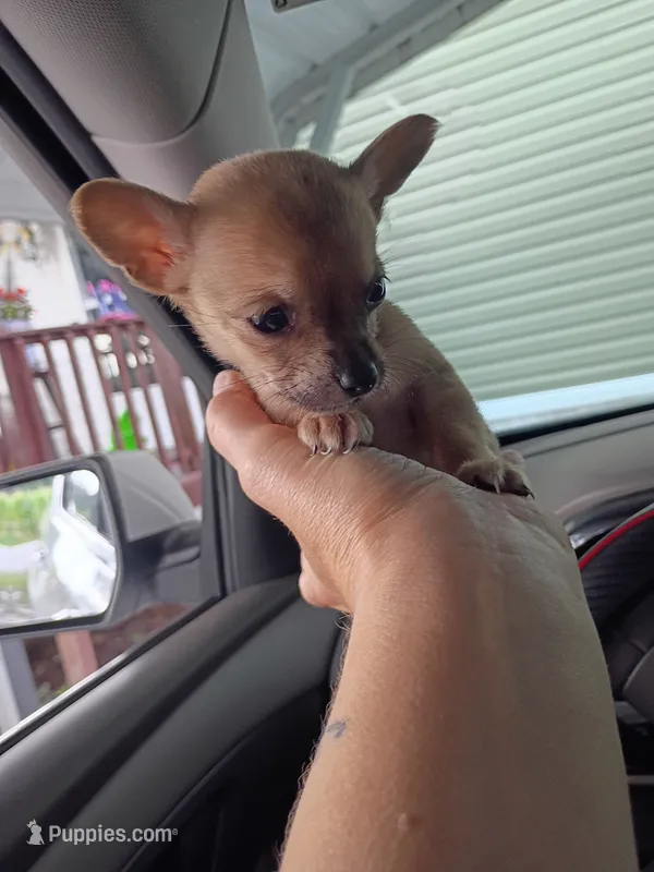 Lee – Chihuahua puppy for sale in Lumberton, NC