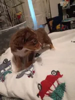 Carmen (longhaired), a female Chihuahua for sale in Lumberton, NC – 1 of 2