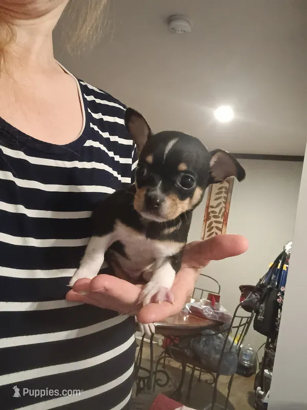 Teacup Tres (teacup) – Chihuahua puppy for sale in Pembroke, NC