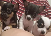Cam (apple head), a male Chihuahua for sale in Lumberton, NC – 3 of 3
