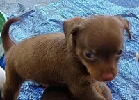 Krissy, a female Chihuahua for sale in Lumberton, NC – 2 of 3