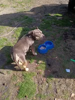 Carla, a female American Bully for sale in Pembroke, NC – 6 of 6