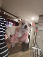 TY (teacup), a male Chihuahua for sale in Pembroke, NC – 2 of 3