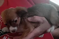 Teacup Tina, a female Chihuahua for sale in Lumberton, NC – 2 of 6