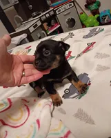 Kent, a male Chihuahua for sale in Lumberton, NC – 2 of 5