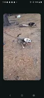 Lila, a female American Bully for sale in Lumberton, NC – 2 of 5