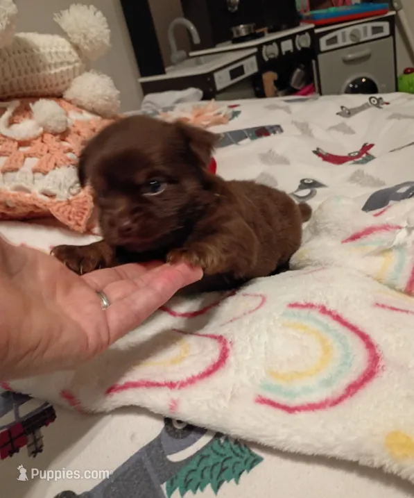 Kyia (longhaired) – Chihuahua puppy for sale in Lumberton, NC