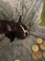 Mustachio, a male French Bulldog for sale in Madisonville, KY – Photo 3 of 6